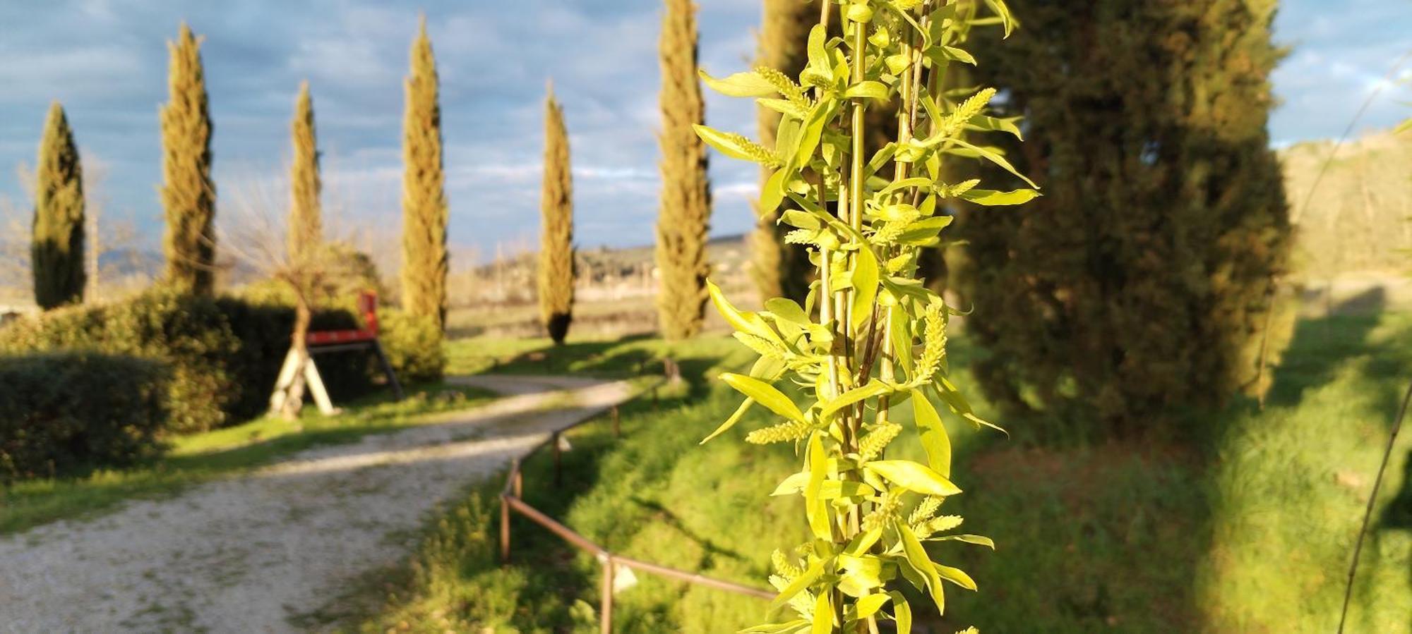 I Salici Agriturismo Badia Agnano Exterior photo